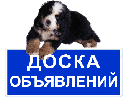 дрессировка охотничьих собак Донецк
