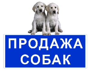 Покупка, продажа собак в Донецке